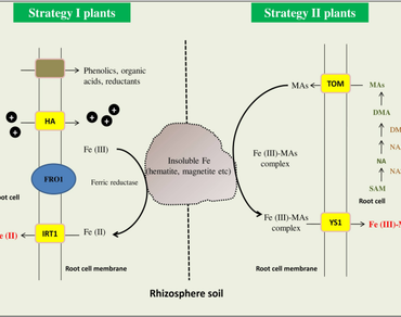 Iron acquisition, Iron deficiency, PGPR, Phytohormones, Plant, Rhizosphere, Siderophores