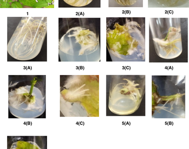 n                     Solanum nigrum L.n                  , MS media, In vitro propagation, NAA, IBA, 2, 4-D, IAA, BAP