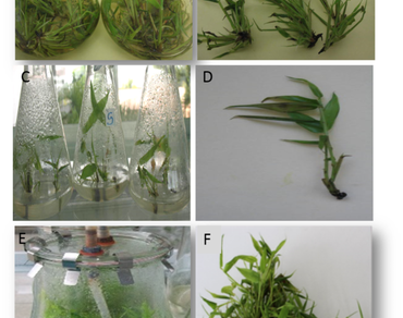Bamboo, Cytokinin, Growth regulators, Hyperhydricity, Morphology, Physiology, Shoot regeneration