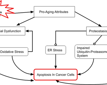 Aging, Intracellular stress, Anti-cancer, Natural compounds, Proteostasis