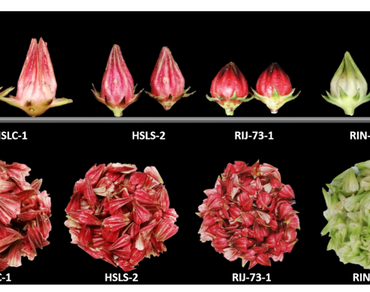 Agro-morphological trait, n              Hibiscus sabdariffan            , Morphotypes, Nutritional composition, Roselle