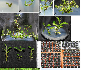 Influence of culture media and growth hormones on in vitro propagation of Adinandra griffithii Dyer., a critically endangered and endemic plant from northeast India 