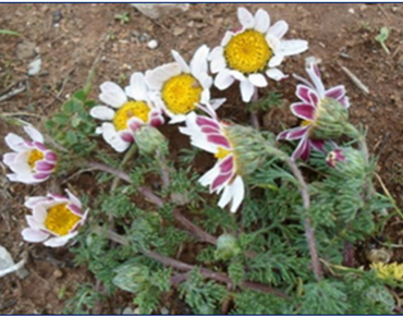 Study of the phenolic compounds of the leaves and flowers of Anacyclus pyrethrum using HPLC-UV/SM and evaluation of their antioxidant, antibacterial, and antifungal activities 