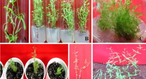 Effects of plant growth regulators on in vitro morphogenic response in Oldenlandia herbacea (L.) Roxb.  