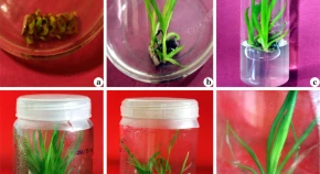 Micropropagation, polyphenol content and biological properties of Sweet Flag (Acorus calamus): a potent medicinal and aromatic herb  