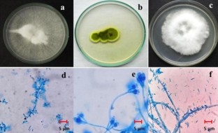 Vector control, Entomopathogenic fungi, Papaya Ring Spot Virus, LD50
, LT50

