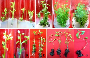 In vitro flowering, Ex vitro rooting, 
                Hedyotis biflora
              , Micro-morphological studies