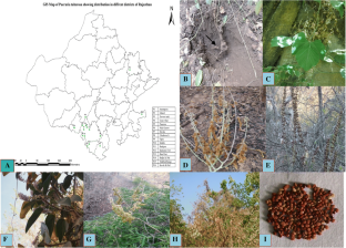 
                Pueraria tuberosa
              , Tuber, Isoflavonoids, Puerarin, Didzine, Geographical distribution