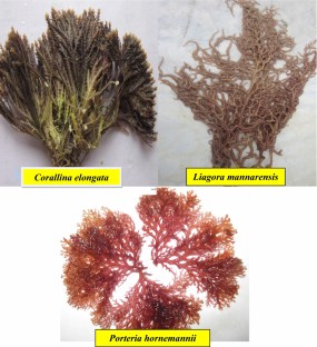 Red algae, Carrageenan, Kappa, Lamda, Iota