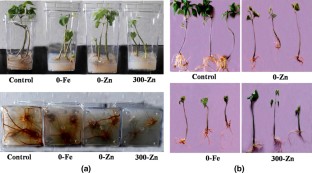 Morphological and biochemical responses of Phaseolus vulgaris L. to mineral stress under in vitro conditions  