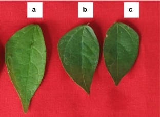 Cross inoculation with beneficial Rhizobium strain promotes plant growth in Vigna mungo  