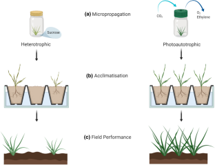  Photoautotrophic micropropagation system (PAM): a novel approach deserving increased uptake for commercial plant production   