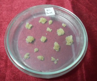 Selection of vascular wilt resistance cumin callus to culture filtrate of Fusarium equiseti and regeneration of plants  