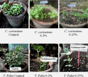 The effect of Colchicine on Vicia faba and Chrysanthemum carinatum (L.) plants and their cytogenetical study  