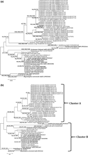Homology modeling in combination of phylogenetic assortment, a new approach to resolve the phylogeny of selected heterocystous cyanobacteria based on phycocyanin encoding cpcBA-IGS locus  
