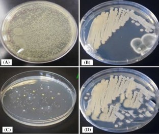 Proximate composition of orange peel, pea peel and rice husk wastes and their potential use as antimicrobial agents and antioxidants  