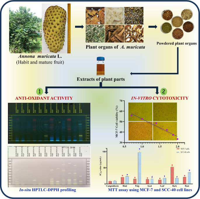  Screening antioxidant activity by in-situ HPTLC-DPPH assay and in-vitro cytotoxic assessment of Annona muricata L. plant organ extracts on MCF-7 and SCC-40 cell lines  