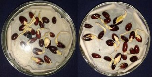  Activities of antioxidant systems during germination of Sterculia urens Roxb. seeds   