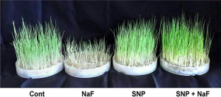  Fluoride-induced toxicity is ameliorated in a susceptible indica rice cultivar by exogenous application of the nitric oxide donor, sodium nitroprusside  