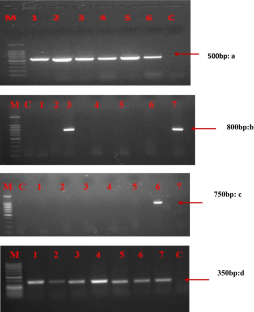  Comparative study on detection efficacy of universal potyviruses primers    