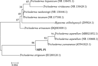 Biocontrol and plant growth promoting potential of Trichoderma yunnanense   