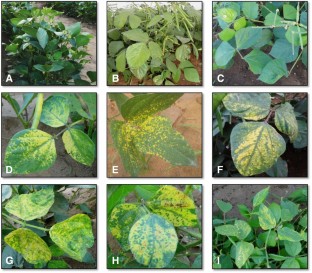  Identification of resistant sources of mungbean [Vigna radiata (L.) Wilczek] against mungbean yellow mosaic virus (MYMV) by field evaluation and linked molecular markers    