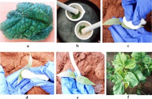 Screening for urdbean leaf crinkle disease at field condition in blackgram [Vigna mungo (L.) Hepper]  