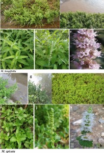  Morphological, phenological and cytological comparison of Mentha longifolia and M. spicata from sub-tropical and temperate regions of Jammu province (J&K)   