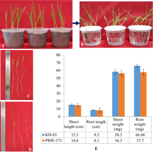  Comparative root proteome analysis of two contrasting wheat genotypes Kharchia-65 (highly salt-tolerant) and PBW-373 (salt-sensitive) for salinity tolerance using LC–MS/MS approach  