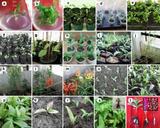  Optimization of growing conditions, substrate-types and their concentrations for acclimatization and post-acclimatization growth of in vitro-raised flame lily (Gloriosa superba L.) plantlets  