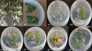  Establishment of adventitious root culture from leaf explants of Plumbago zeylanica: an endangered medicinal plant  