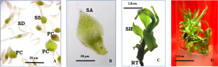  Improved micropropagation, morphometric traits and photosynthetic pigments content using liquid culture system in Spathoglottis plicata Blume  