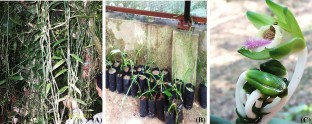  Morpho-taxonomical and phytochemical analysis of Vanilla borneensis Rolfe—a rare, endemic and threatened orchid of Assam, India  