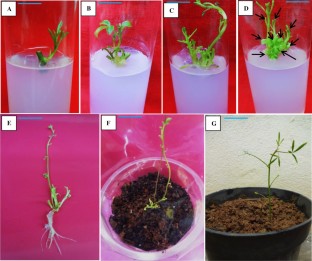  Micropropagation of endemic Corynandra chelidonii var. pallae (Cleomaceae) through nodal explants and validation of their genetic integrity by ISSR markers   