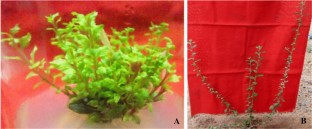  Repairing mechanism of foliar micro-morphological anomalies during acclimatization and field transfer of in vitro raised plantlets of Aerva lanata (L.) Juss. ex Schult.: a medicinally important plant  