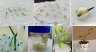  Calcium-alginate coated synthetic seed production, storage and assessment of genetic stability in Alpinia galanga (L.) Willd   