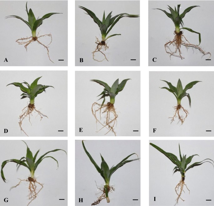  Inter simple sequence repeat (ISSR) markers reveal DNA stability in pineapple plantlets after shoot tip cryopreservation  