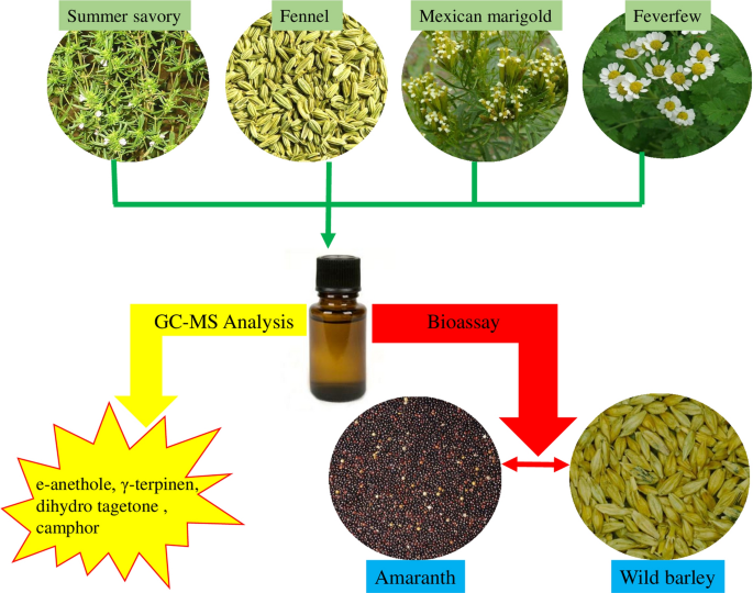  Essential oil composition and comparative phytotoxic activity of fennel, summer savory, Mexican marigold and feverfew: a potential bioherbicide   