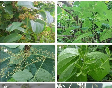 Gender-specific differences in micro-morphology, secondary metabolites, antioxidant and antimicrobial activity of wild Dioscorea species  
