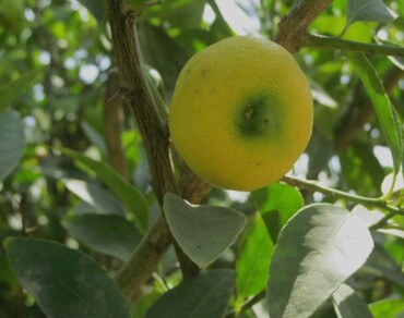 Pre harvest L-tyrosine application affect the Persian lime (Citrus latifolia Tan.) essential oils cultivated on sandy soil of Egypt  