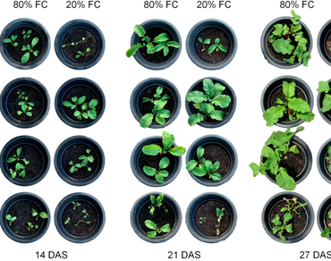 Effect of salicylic acid on the growth and biomass partitioning in water-stressed radish plants  