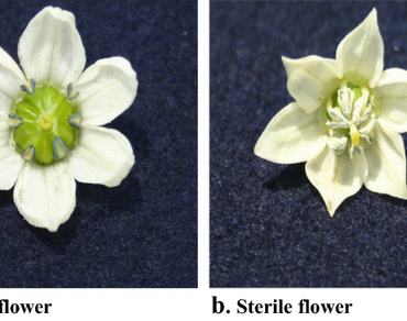 Molecular tagging of fertility restoration (Rf) gene in sweet pepper (Capsicum annuum var. grossum)  