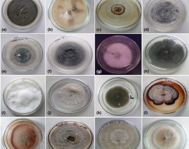 Distribution of endophytic fungi associated with Meriandra bengalensis Benth. and assessment of their bioactive potential in vitro  