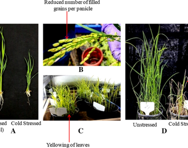 Morpho-physiological responses in rice and cold stress induced acclimation involving biochemical and signaling pathways in Boro rice  