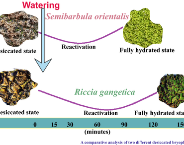 Study of biochemical and biophysical adjustments during transition from desiccation-to-fully-hydrated states in Riccia gangetica and Semibarbula orientalis  
