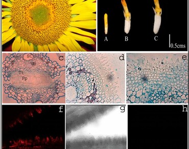 Evaluation of stigma receptivity and its properties in Helianthus annuus L. (Asteraceae) 