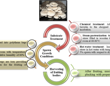Two commercially important culinary mushrooms; Pleurotus spp. and Lentinus spp. and their cultivation potential on lignocellulosic waste from aromatic plants  