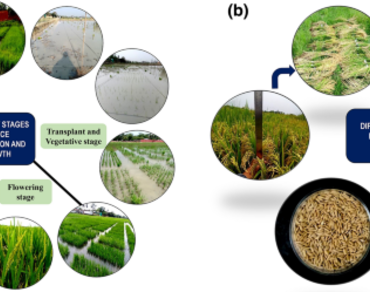 Evaluation of the potential yield and associated component traits of lowland Boro rice cultivars in Assam, India  