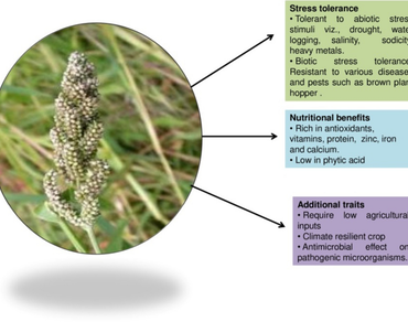 Barnyard millet (Echinochloa spp.): a climate resilient multipurpose crop  