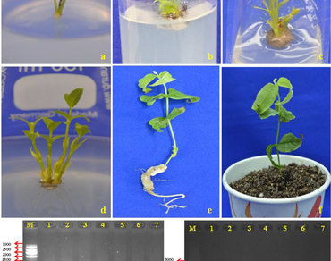 An improved in vitro regeneration and assessment of genetic fidelity using ISSR markers in Strychnos potatorum L. f.  